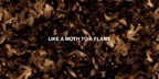 Moth To A Flame (Lyric Video)
