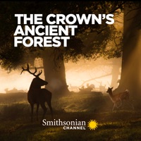 Télécharger The Crown's Ancient Forest Episode 1