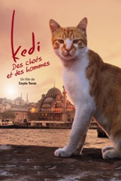 Kedi, des chats et des hommes