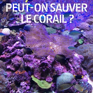 Peut-on sauver le corail ? - Episode 1