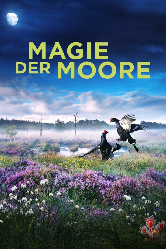 Magie der Moore