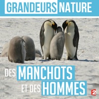 Télécharger Grandeurs nature : Des manchots et des hommes Episode 1