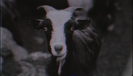 In the Barn of the Goat Giving Birth to Satan’s Spawn in a Dying World of Doom - Volbeat
