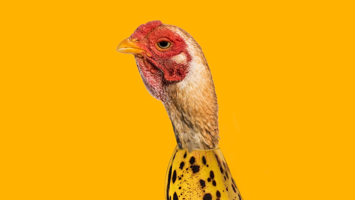 Chicken Banana - Crazy Music Channel