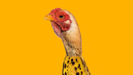 Chicken Banana - Crazy Music Channel