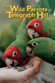 The Wild Parrots of Telegraph Hill