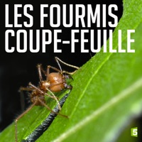 Télécharger Les fourmis coupe-feuille Episode 1