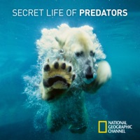Télécharger Secret Life of Predators Episode 4