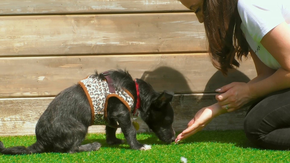 ep-6-the-dog-house-uk-series-1-episode-6-apple-tv-bg