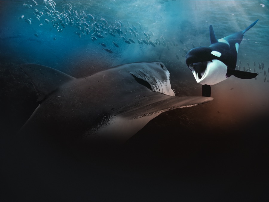 Orca vs. Great White - Apple TV