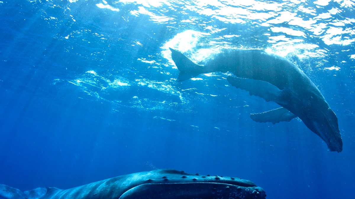Whale Wisdom Narrated by David Attenborough - Apple TV