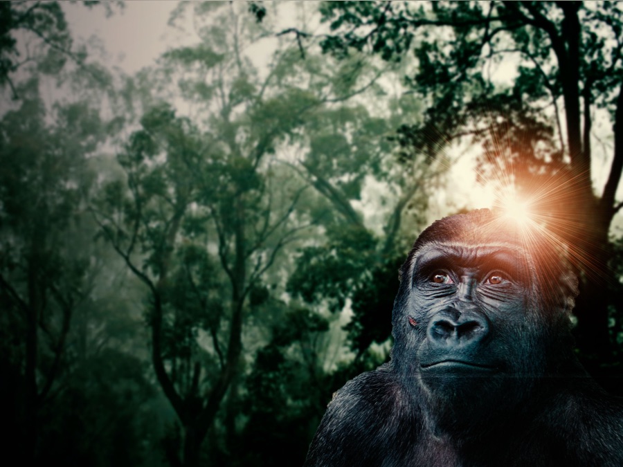 Gorillas Rumble In The Jungle Apple TV