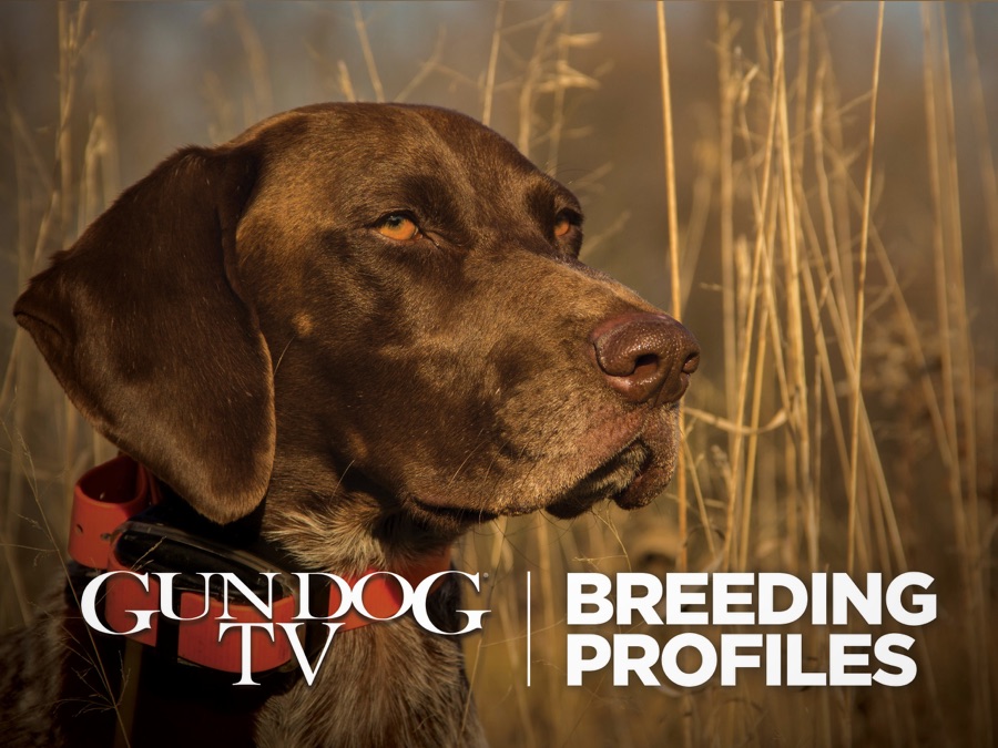 Gun Dog TV Breed Profiles Apple TV