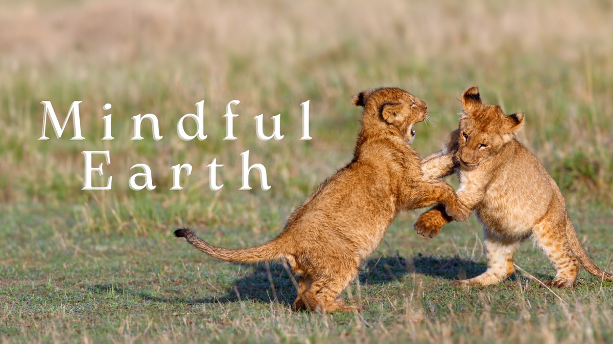‎Mindful earth - Apple TV