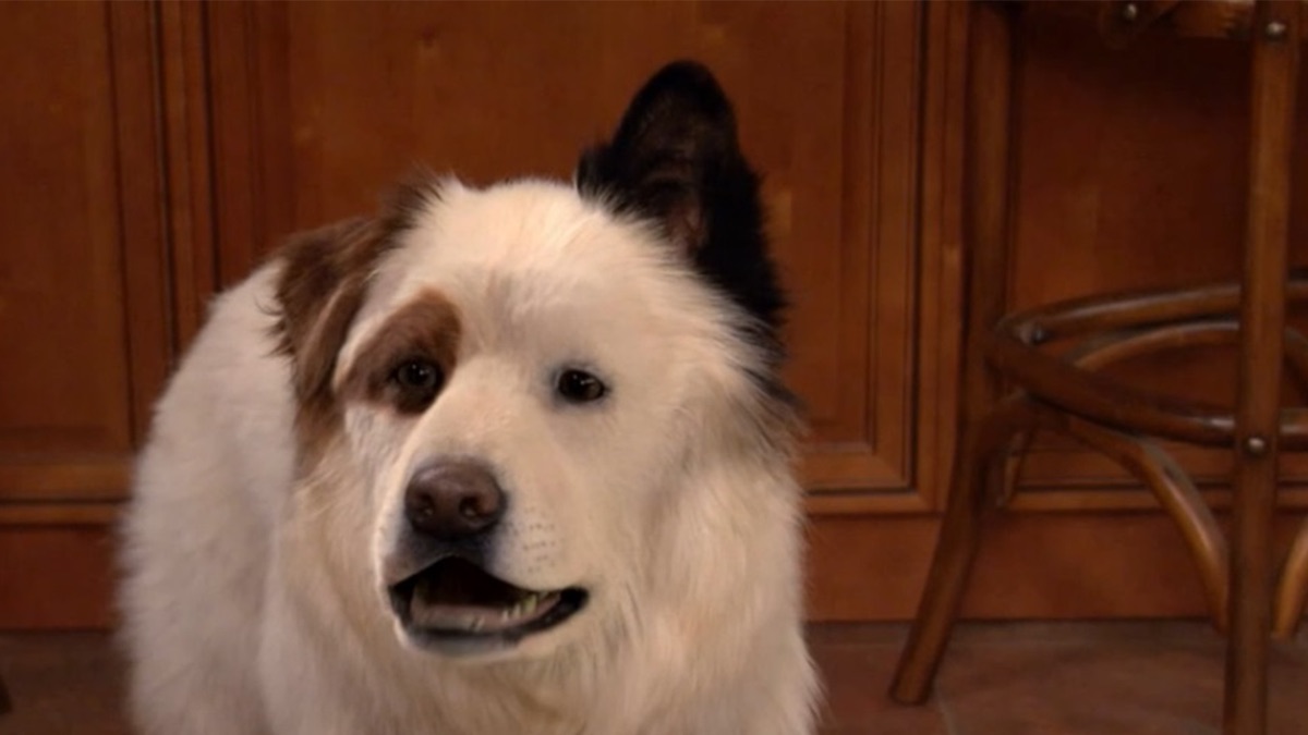 ‎Stan's New BFF - Dog With a Blog (Series 3, Episode 11) - Apple TV (EG)