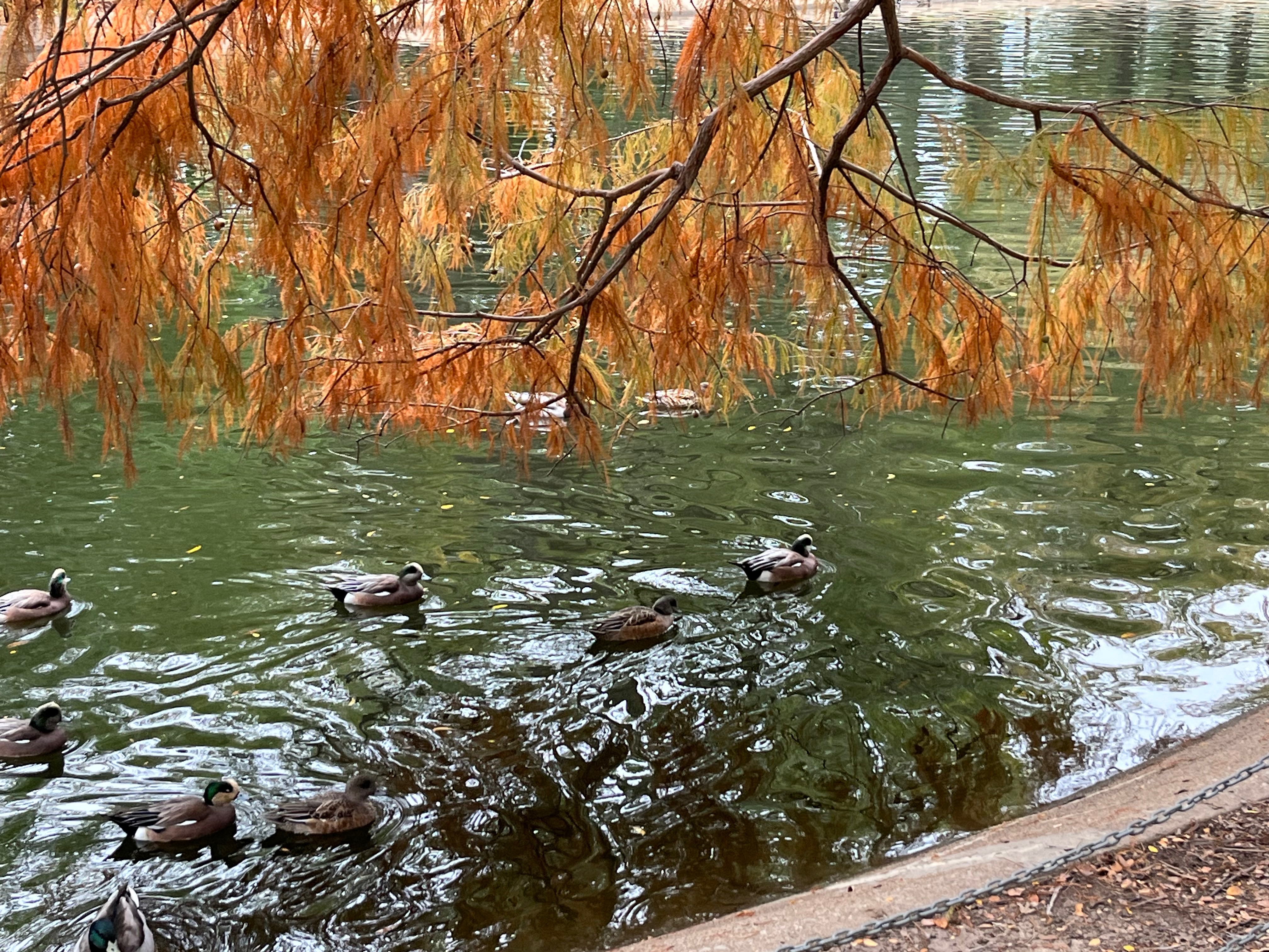 Trinity Park Duck Pond