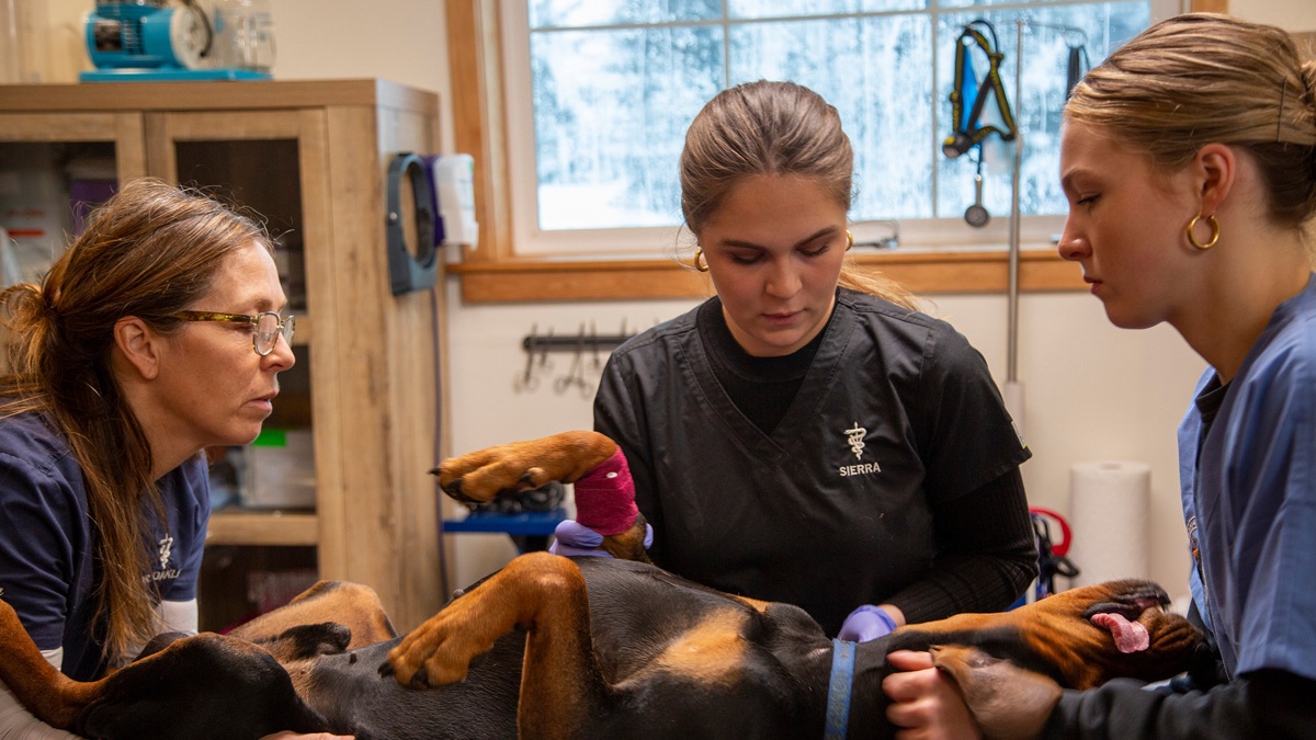 You Ain't Nothin' But a Hound Dog - Dr. Oakley, Yukon Vet (Series 10 ...
