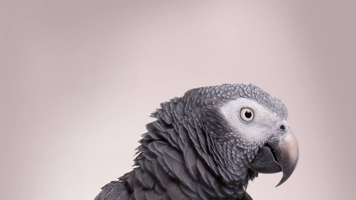 ‎Parrot Confidential - Apple TV