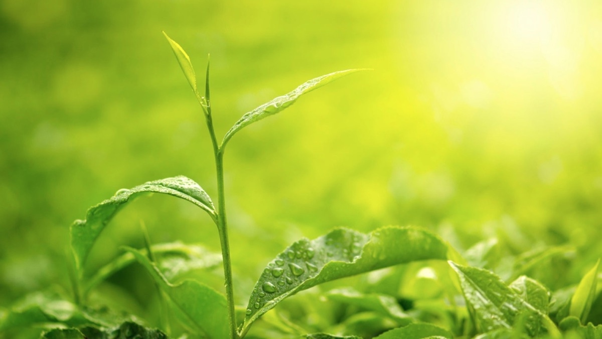 Red Earth The Great Oxidation Event The Origin and Evolution of