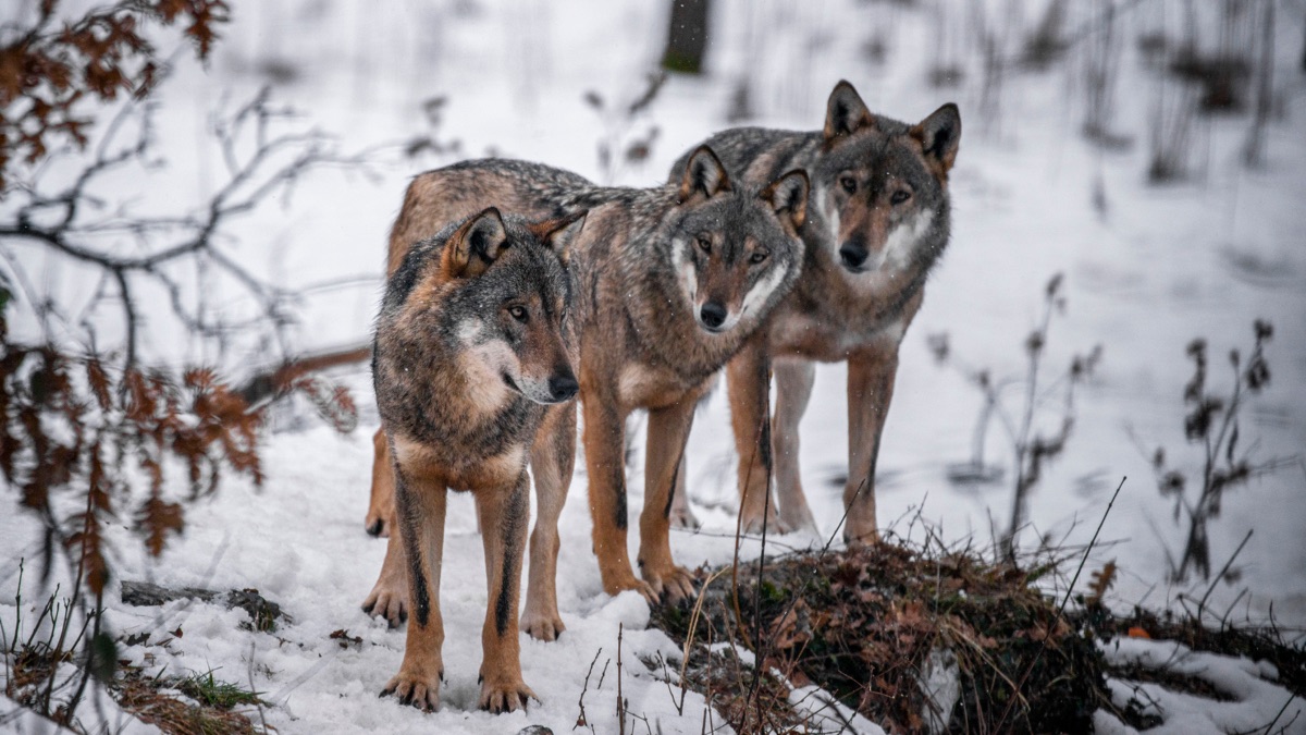 The Wolf Pack is Back - Wild Italy: Top Predators (Season 1, Episode 1 ...