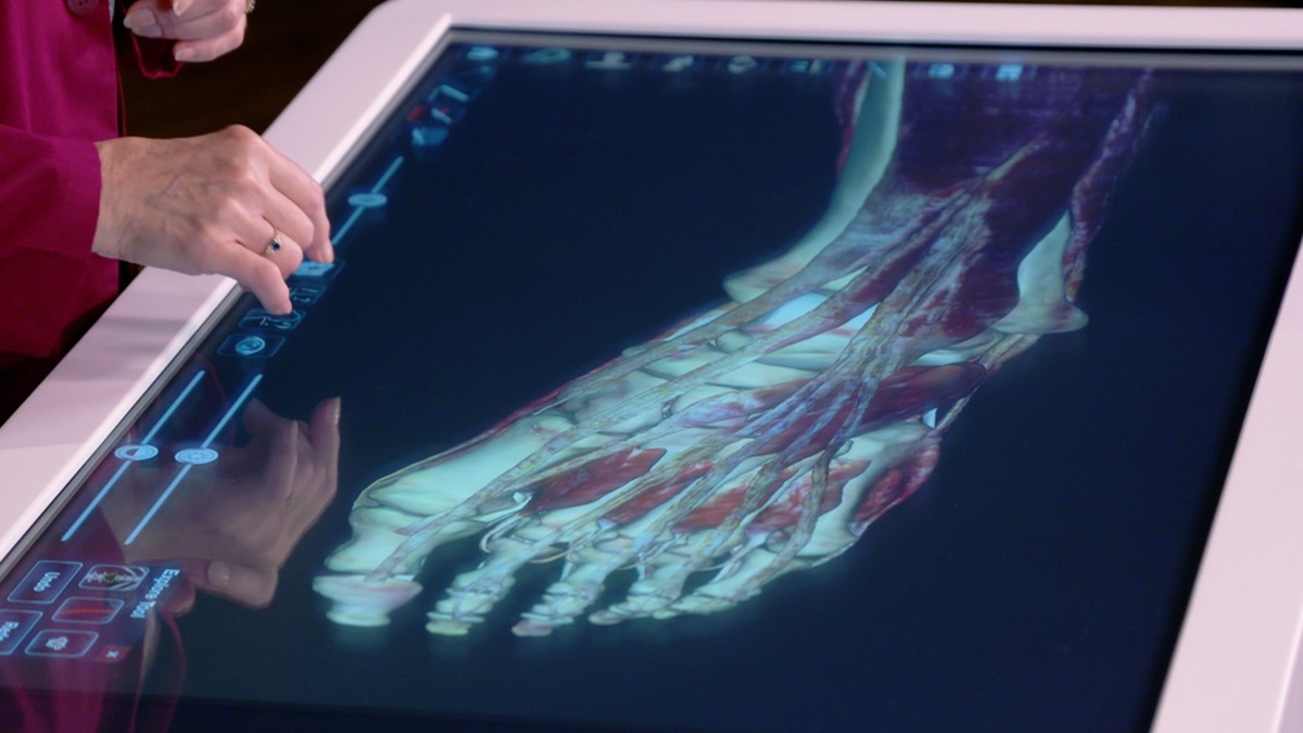 Digital Cadaver Lesson: The Lower Limb - How We Move: The Gross Anatomy ...