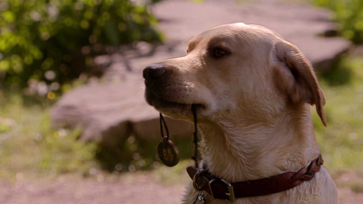 ‎Episode 1 - Rufus (Series 1, Episode 1) - Apple TV (UK)
