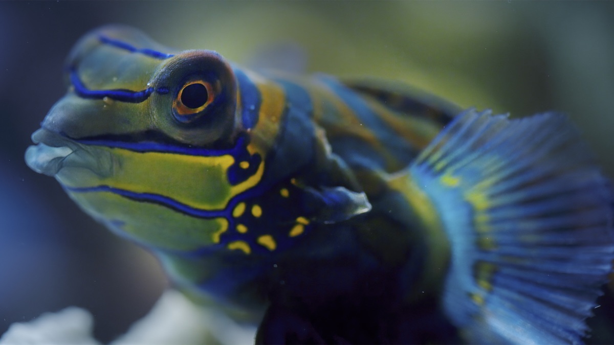 Watch Coral Reef Earth at Night in Color (Season 2, Episode 4