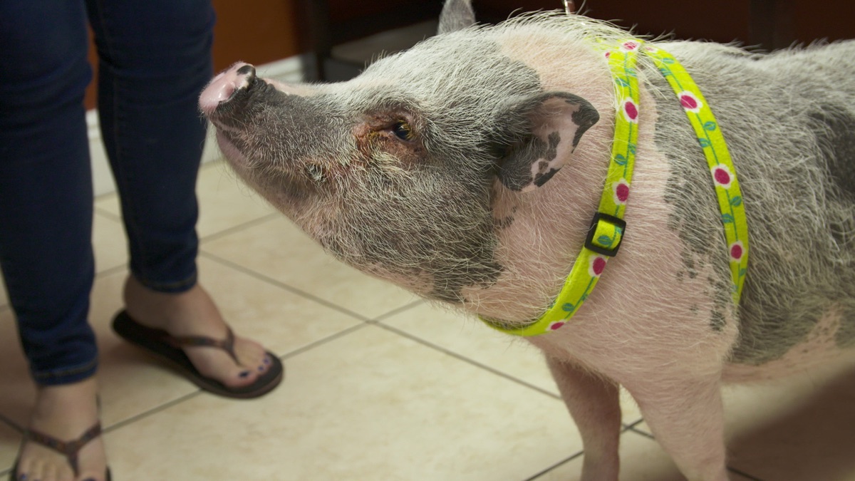 ‎Pig Improvement - Dr. K's Exotic Animal ER (Series 5, Episode 5 ...