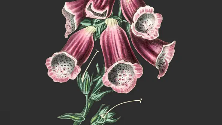 Toxic Flora
