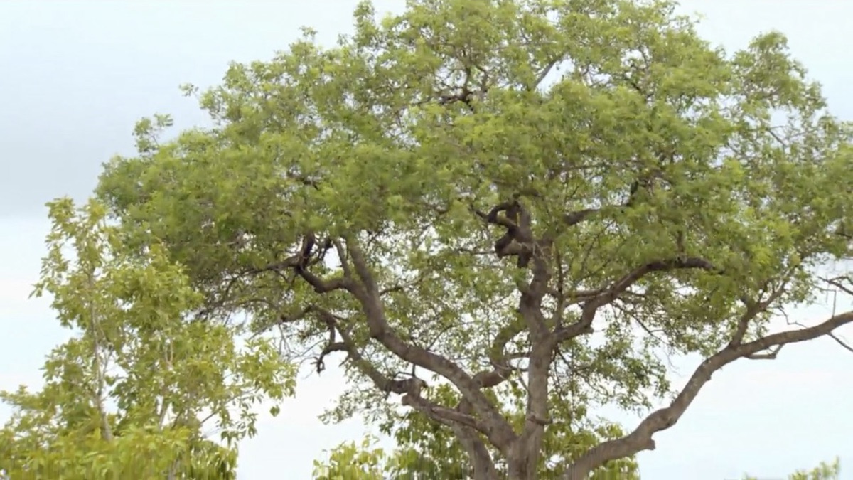 ‎The Marula Tree - Trees of Life (Series 1, Episode 3) - Apple TV (IN)