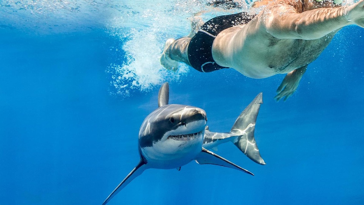 Defying Death: Surviving Jaws - Apple TV (CA)
