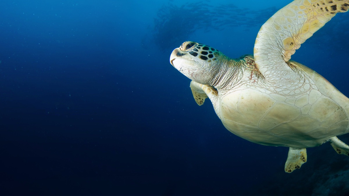 Our Big Blue Backyard Apple TV