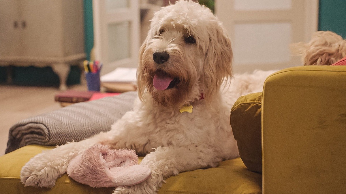 ‎Floppy Sitting - Biff and Chip (Series 2, Episode 6) - Apple TV (UK)