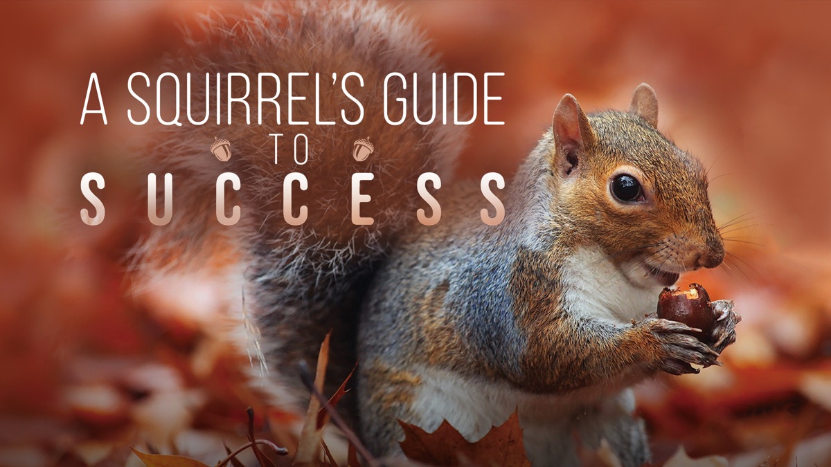 ‎A Squirrel’s Guide to Success - Apple TV