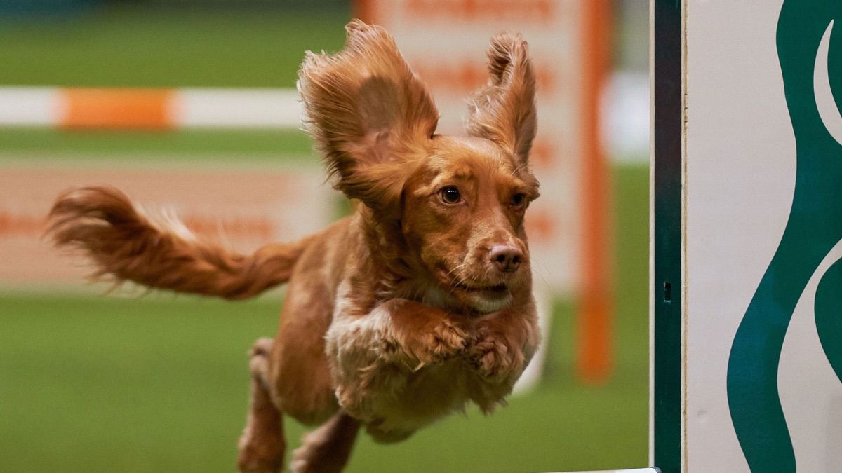  2024 Day 1 - Part 3 - Crufts 2023 (Series 12, Episode 3) - Apple TV (UK) 