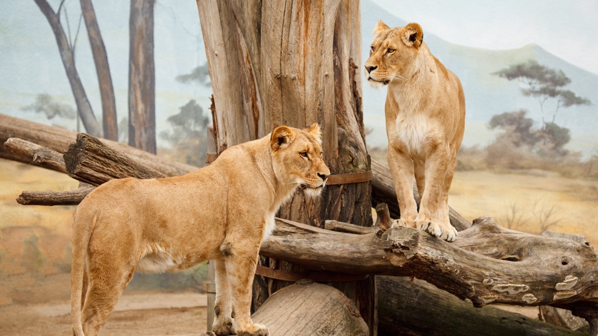 Animal Atlas Apple TV