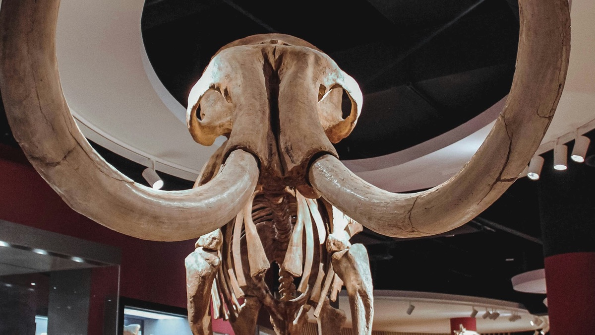 Secrets of the Giant Mammoths - Lost Beasts: Unearthed (Season 1 ...