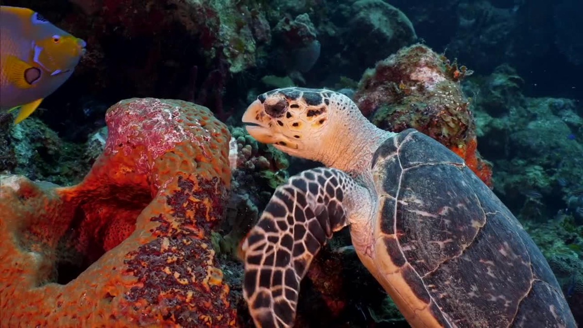 Thousands of Blacktip Sharks in Florida + Stingrays & Sea Turtles in