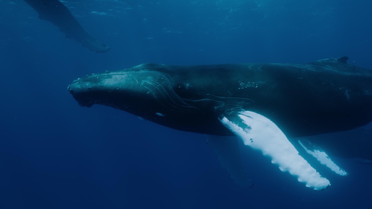 大翅鯨國度》第 1 季第 1 集〈超級深海探險隊〉- Apple TV (台灣)