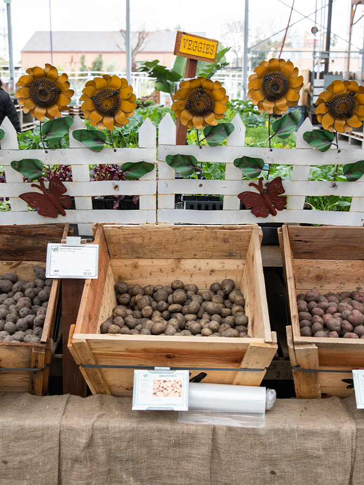 Calendula — Green Acres Nursery & Supply