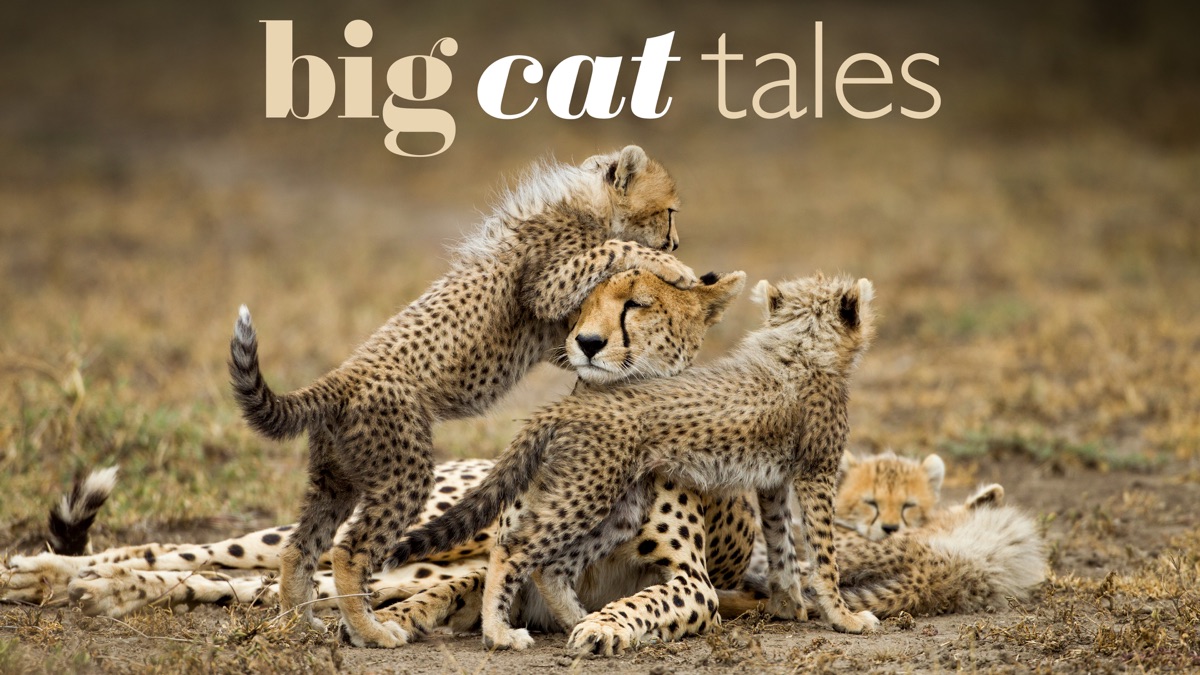 ‎Big Cat Tales - Apple TV