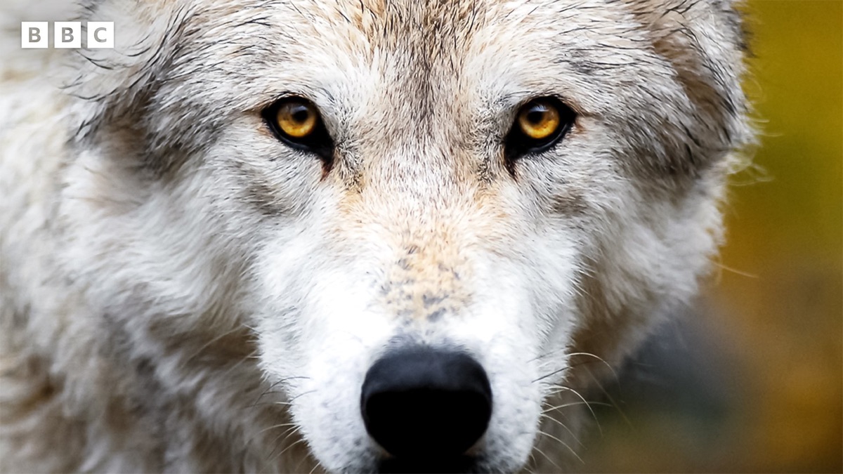 ‎Land of the Lost Wolves - Apple TV