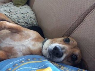 Little Paws Pet Care photo 2