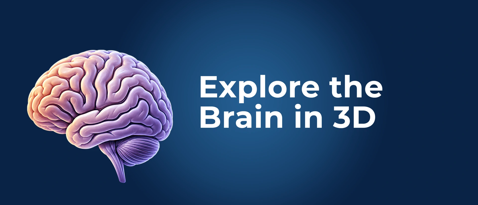 Neuroanatomia - Cérebro 3D product page header
