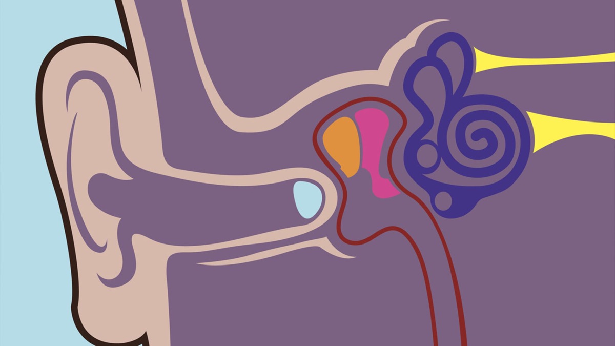 Nervous System—The Ears, Hearing, and Equilibrium - Understanding the ...