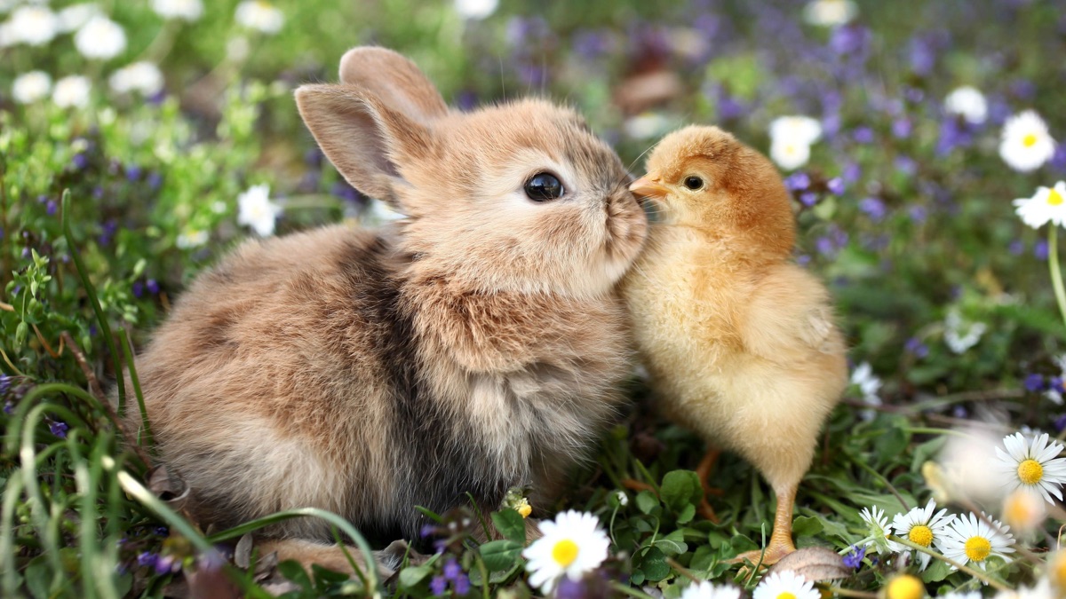 Baby Animals and Friends Apple TV (MX)