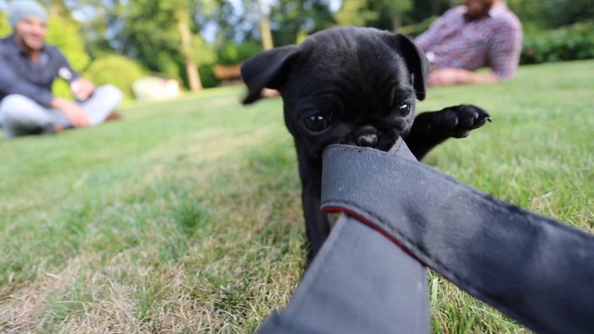 Zoomies Animals Unscripted Apple TV (UK)