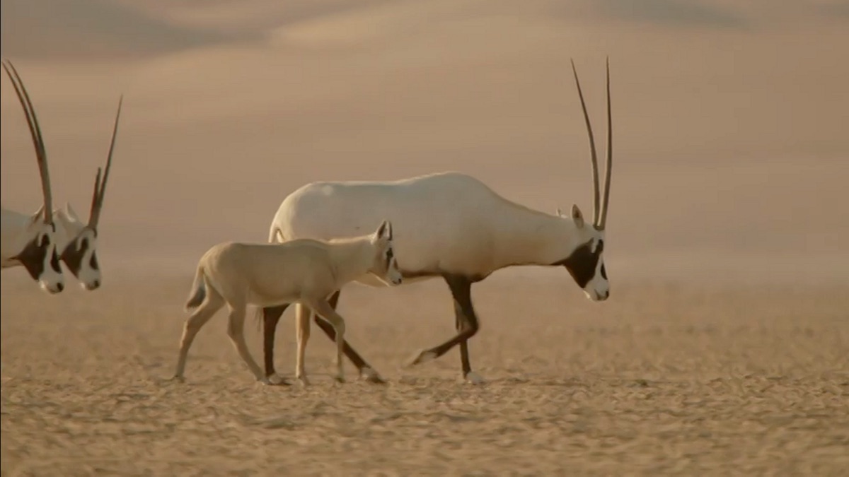 第1回オリックス 伝説のユニコーン ワイルド アラビア 神秘の王国 Apple Tv 日本