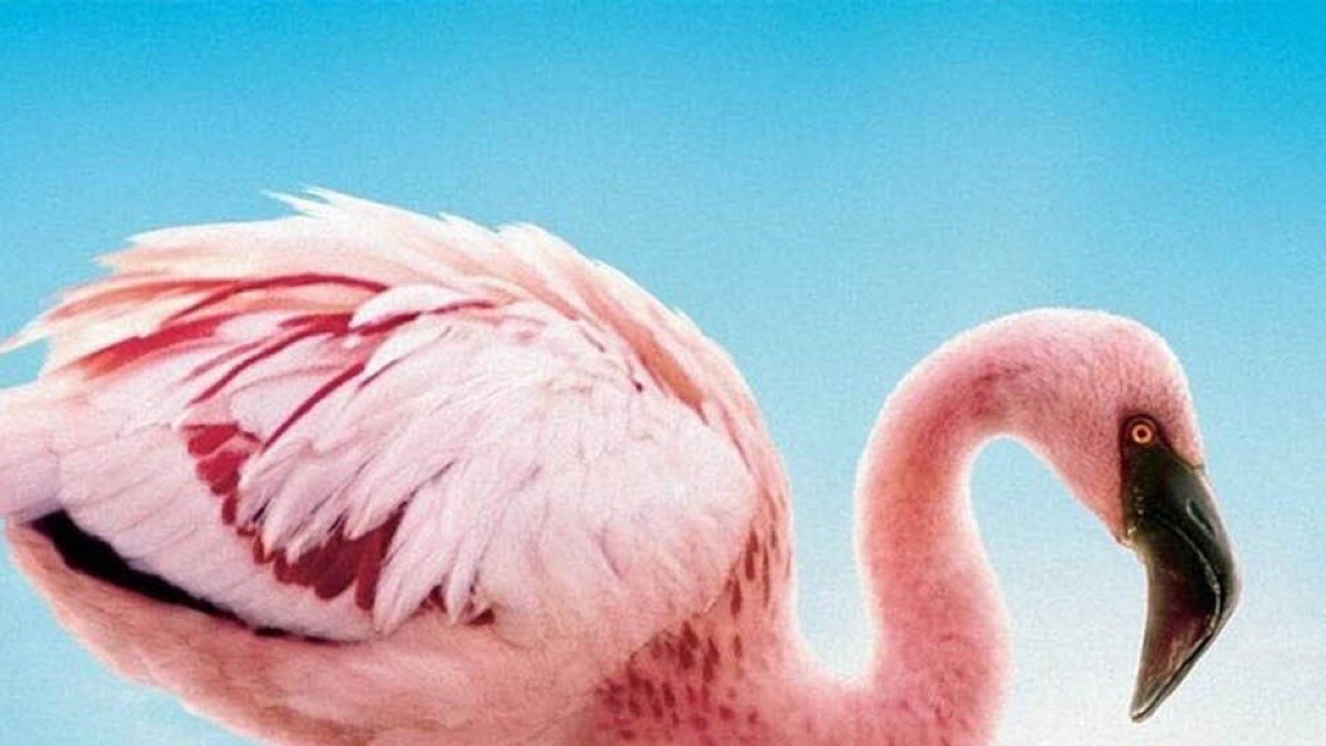 크림슨 윙 - Apple TV