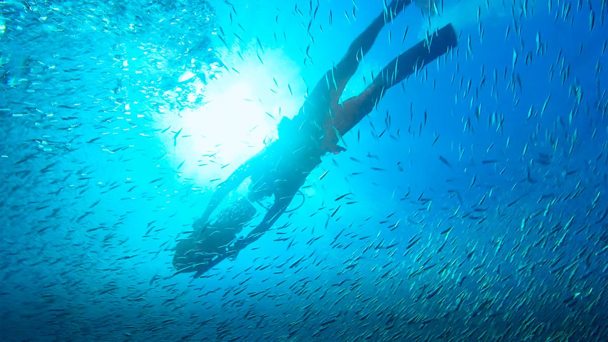 Dolphin Quest Epic Adventures with Bertie Gregory (Season 1, Episode